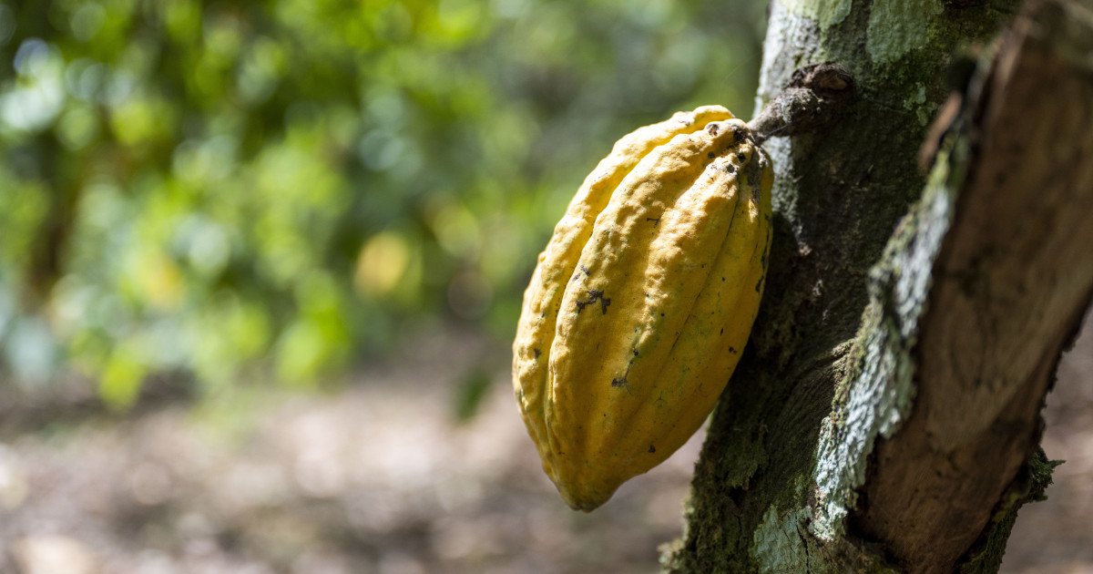 El cacao se desboca y supera el precio del litio en plena Navidad El cacao se desboca y supera el precio del litio en plena Navidad