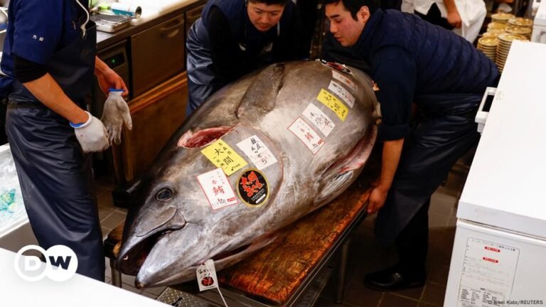 1,3 millones de dólares por un solo atún en mercado de Tokio – DW – 05/01/2025