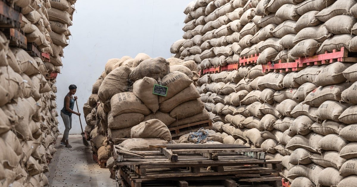 El cacao registra ganancias por temor a reducción de suministro de Costa de Marfil El cacao registra ganancias por temor a reducción de suministro de Costa de Marfil