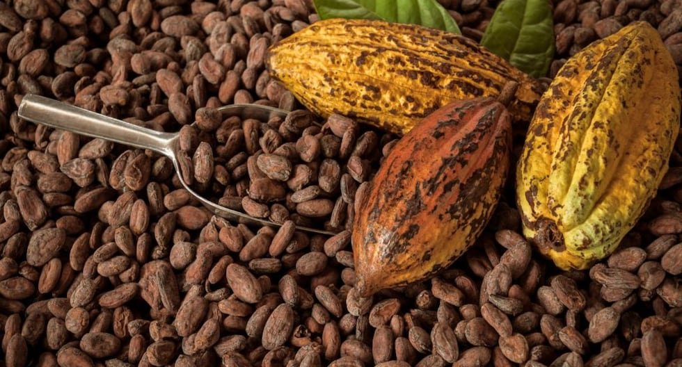 Precio del cacao se mantiene a altos niveles: las razones de haber superado los US.000 en diciembre | ECONOMIA Precio del cacao se mantiene a altos niveles: las razones de haber superado los US.000 en diciembre | ECONOMIA