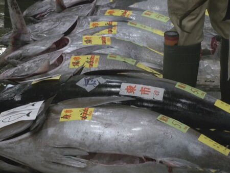 Venden un atún rojo de 276 kilos por un millón trescientos mil euros en la subasta anual del mercado de Tokio
