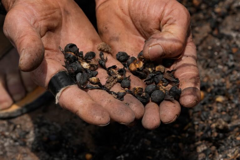 Primero los huevos, ahora el café: el precio de los granos tostados alcanza su máximo en 50 años