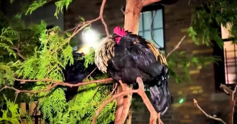 Vecinos de Nueva York se quejan del ruido producidos por gallos y gallinas criados por un residente