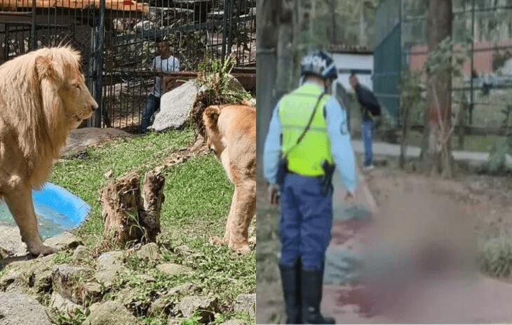 Tragedia en Mérida: fallece vigilante tras 65 días de agonía por ataque de león Tragedia en Mérida: fallece vigilante tras 65 días de agonía por ataque de león