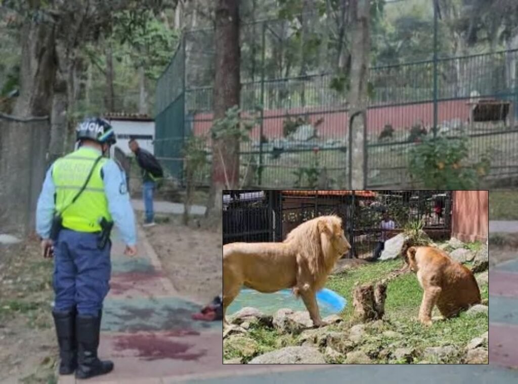 Murió vigilante que fue atacado por leones en zoológico de Mérida Murió vigilante que fue atacado por leones en zoológico de Mérida