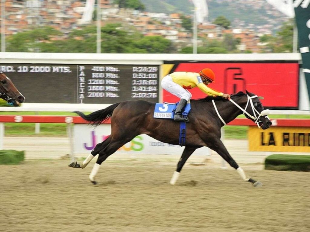 Desde Gradisco a Raffstar – Líder en deportes Desde Gradisco a Raffstar – Líder en deportes